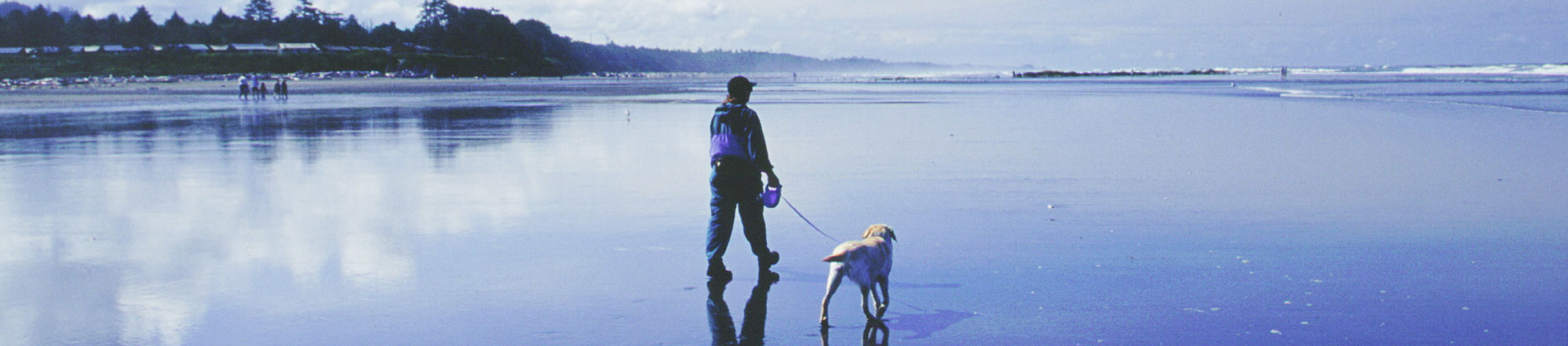 header image of person walking dog on beach
