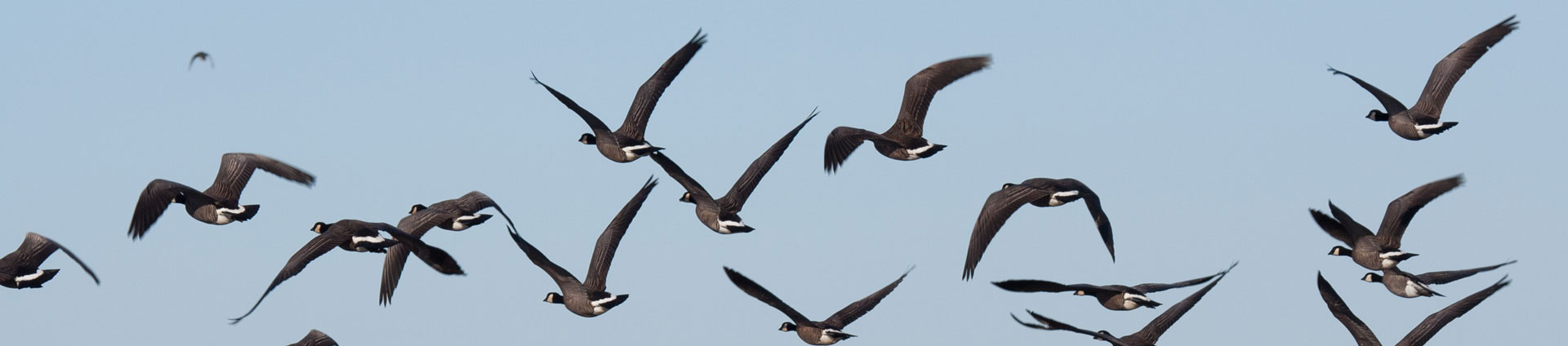 header image of birds flying over nisqually