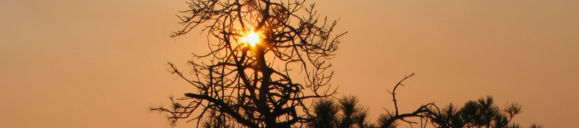 धुएं में पेड़ के माध्यम से चमकते सूरज की हेडर छवि