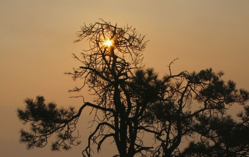 Multi-limbed tree in front of sky called orange by wildfire smoke.
