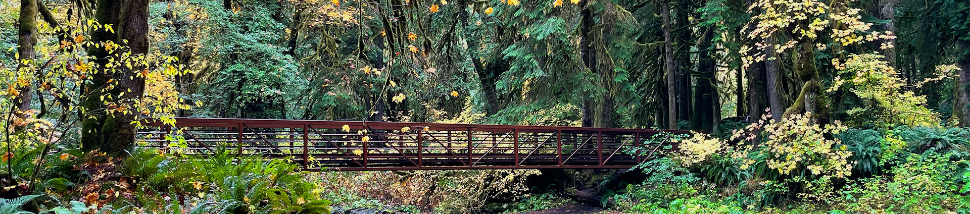 header image of a bridge along a trail in the Olympic Forest