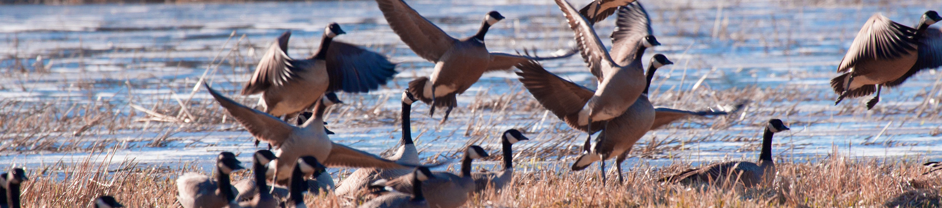 header image of Nisqually geese