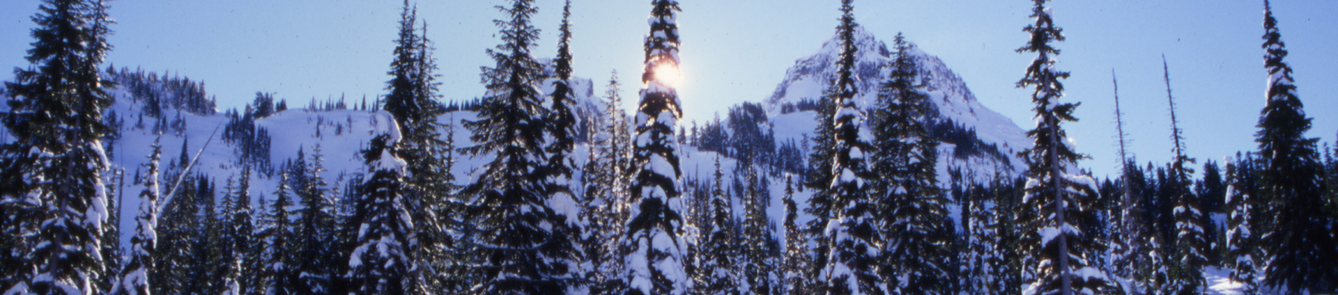 बर्फ से ढके पेड़ों की हेडर छवि हेडर
