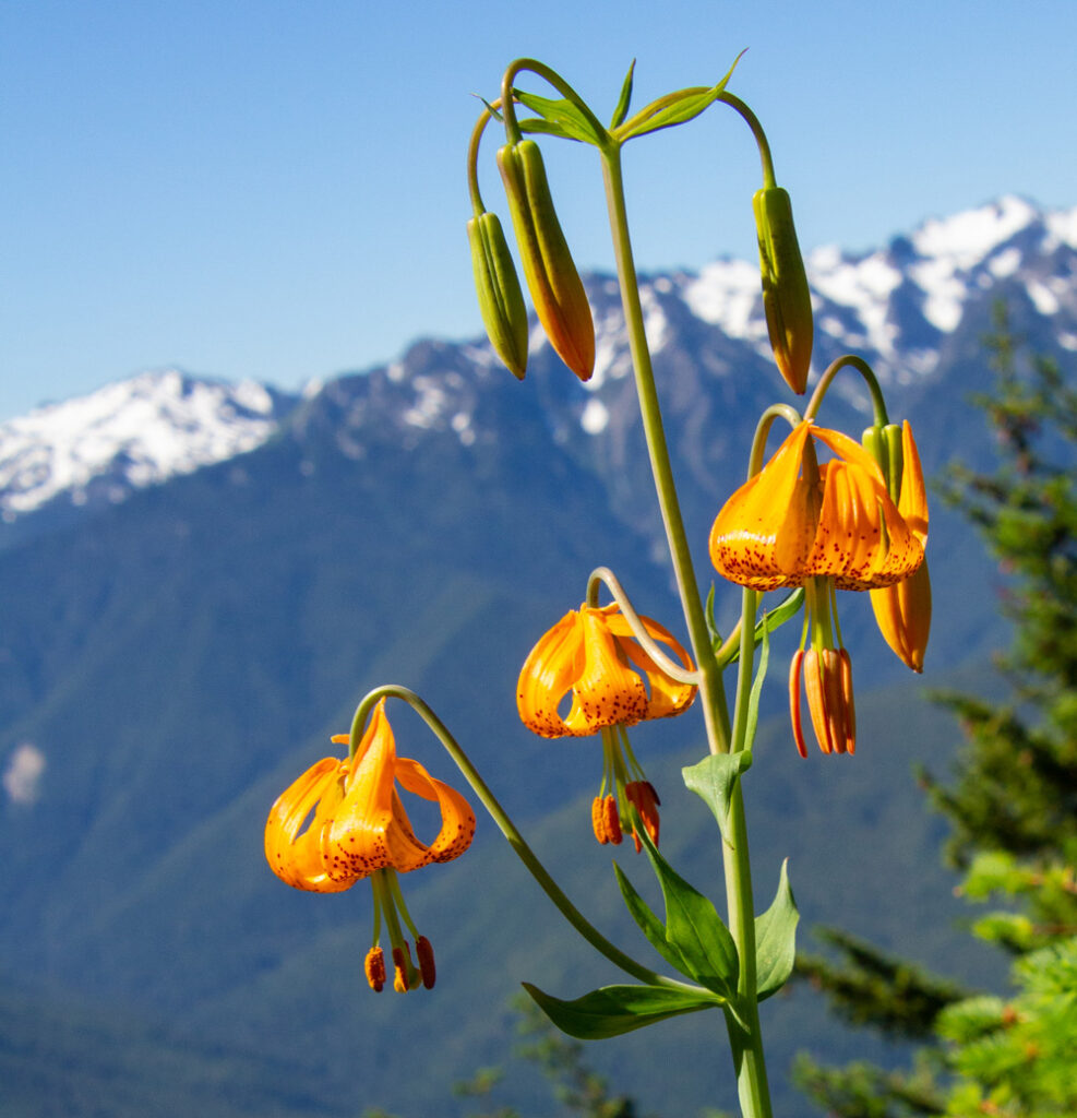 orange lilies in the mountains